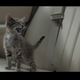 Illustration for article titled That Adorable Fucking Kitten in Keanu Was Trained to Do Stunts